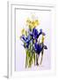 Three Purple and Two Yellow Iris with Buds, 2010-Joan Thewsey-Framed Giclee Print