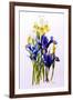 Three Purple and Two Yellow Iris with Buds, 2010-Joan Thewsey-Framed Giclee Print