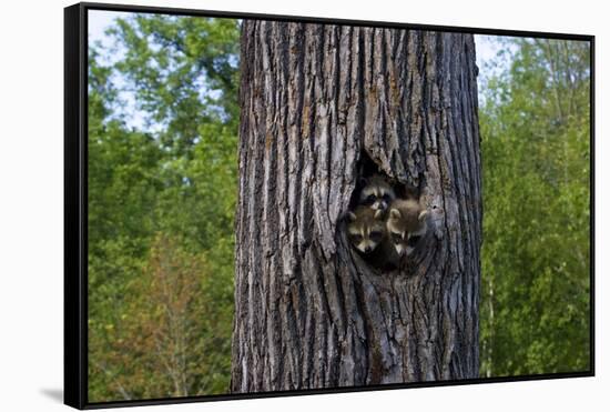 Three Racoons in Hollow of Tree-W. Perry Conway-Framed Stretched Canvas