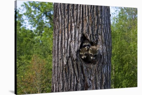 Three Racoons in Hollow of Tree-W. Perry Conway-Stretched Canvas