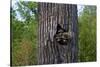 Three Racoons in Hollow of Tree-W. Perry Conway-Stretched Canvas