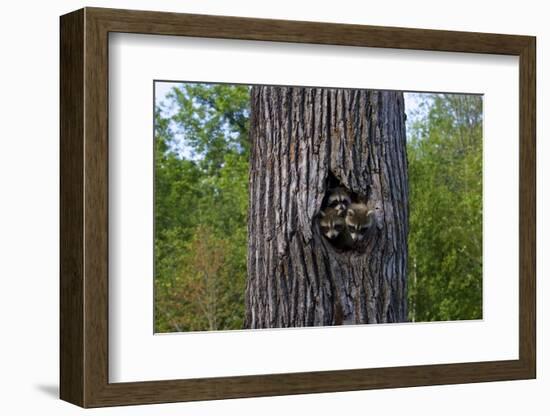 Three Racoons in Hollow of Tree-W. Perry Conway-Framed Photographic Print