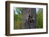 Three Racoons in Hollow of Tree-W. Perry Conway-Framed Photographic Print