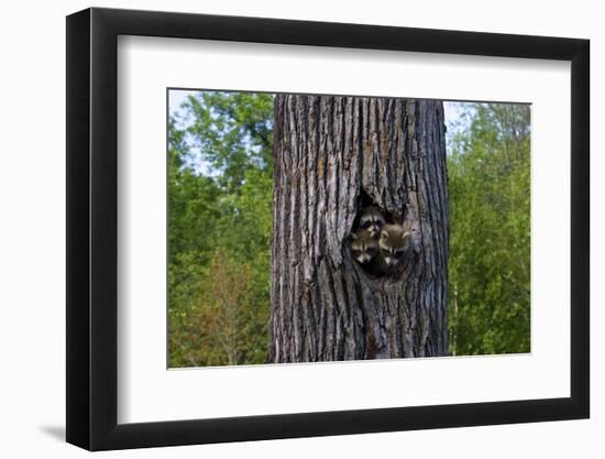 Three Racoons in Hollow of Tree-W. Perry Conway-Framed Photographic Print