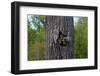 Three Racoons in Hollow of Tree-W. Perry Conway-Framed Photographic Print