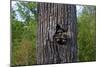Three Racoons in Hollow of Tree-W. Perry Conway-Mounted Photographic Print