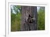 Three Racoons in Hollow of Tree-W. Perry Conway-Framed Photographic Print