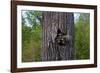 Three Racoons in Hollow of Tree-W. Perry Conway-Framed Photographic Print