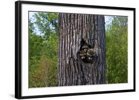 Three Racoons in Hollow of Tree-W. Perry Conway-Framed Photographic Print