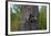 Three Racoons in Hollow of Tree-W. Perry Conway-Framed Photographic Print