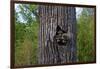 Three Racoons in Hollow of Tree-W. Perry Conway-Framed Photographic Print