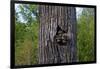 Three Racoons in Hollow of Tree-W. Perry Conway-Framed Photographic Print