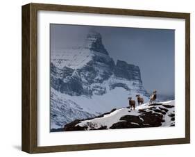 Three Rams-Steven Gnam-Framed Premium Photographic Print