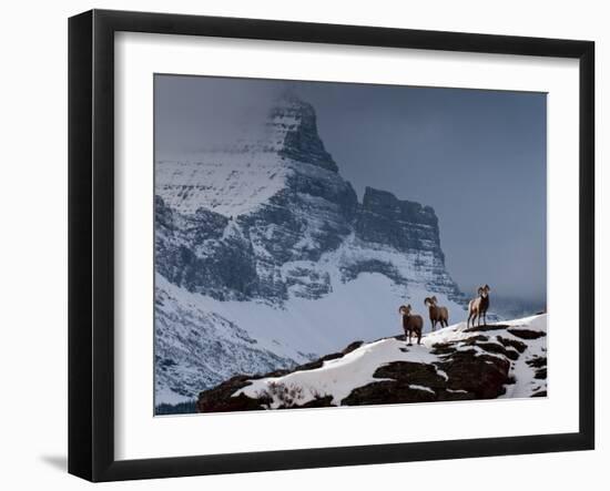 Three Rams-Steven Gnam-Framed Premium Photographic Print