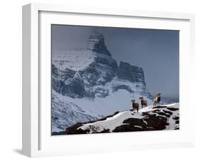 Three Rams-Steven Gnam-Framed Premium Photographic Print