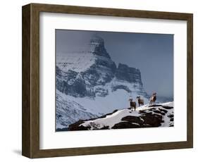 Three Rams-Steven Gnam-Framed Photographic Print