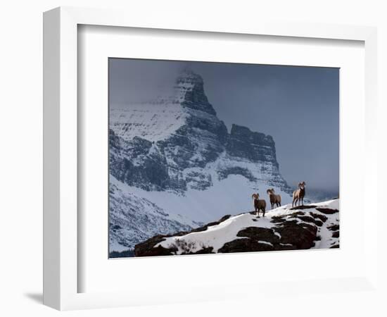 Three Rams-Steven Gnam-Framed Photographic Print