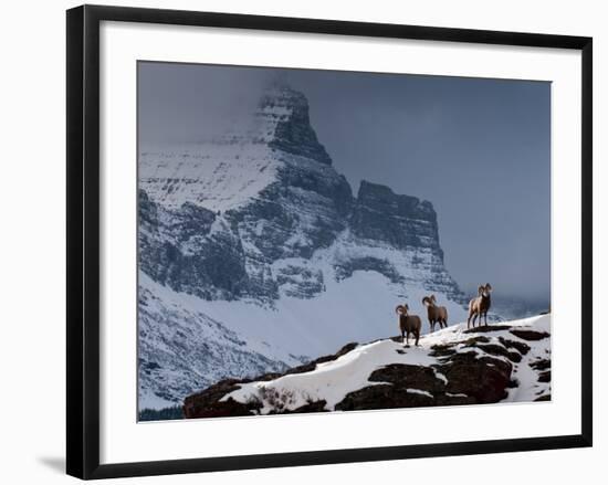 Three Rams-Steven Gnam-Framed Photographic Print