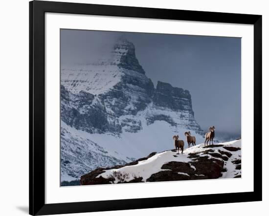 Three Rams-Steven Gnam-Framed Photographic Print