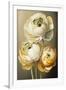 Three Ranunculus flowers-Lea Faucher-Framed Art Print