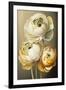 Three Ranunculus flowers-Lea Faucher-Framed Art Print