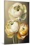 Three Ranunculus flowers-Lea Faucher-Mounted Art Print