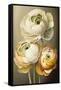 Three Ranunculus flowers-Lea Faucher-Framed Stretched Canvas