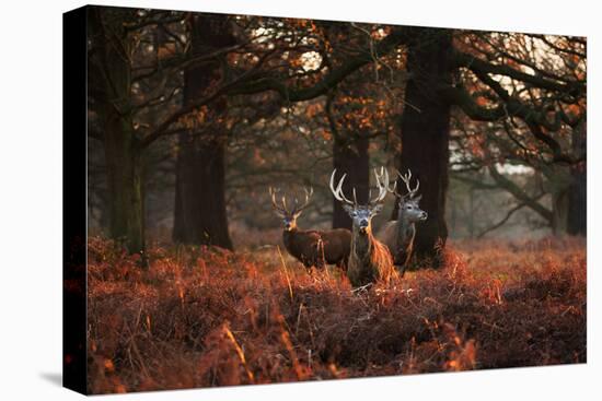 Three Red Deer, Cervus Elaphus, Standing in London's Richmond Park-Alex Saberi-Stretched Canvas