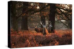 Three Red Deer, Cervus Elaphus, Standing in London's Richmond Park-Alex Saberi-Stretched Canvas