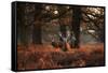 Three Red Deer, Cervus Elaphus, Standing in London's Richmond Park-Alex Saberi-Framed Stretched Canvas