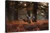 Three Red Deer, Cervus Elaphus, Standing in London's Richmond Park-Alex Saberi-Stretched Canvas