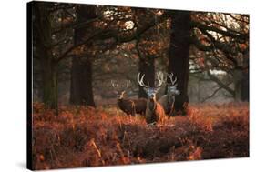 Three Red Deer, Cervus Elaphus, Standing in London's Richmond Park-Alex Saberi-Stretched Canvas