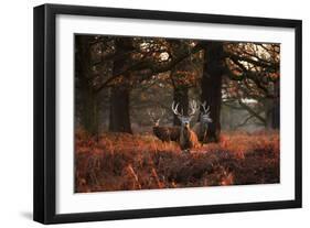 Three Red Deer, Cervus Elaphus, Standing in London's Richmond Park-Alex Saberi-Framed Photographic Print