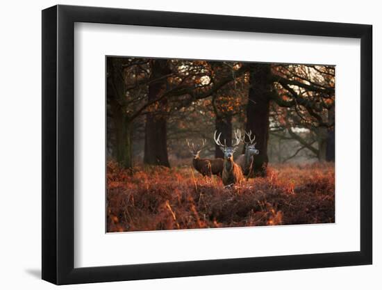 Three Red Deer, Cervus Elaphus, Standing in London's Richmond Park-Alex Saberi-Framed Photographic Print