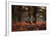 Three Red Deer, Cervus Elaphus, Standing in London's Richmond Park-Alex Saberi-Framed Photographic Print