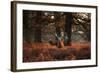 Three Red Deer, Cervus Elaphus, Standing in London's Richmond Park-Alex Saberi-Framed Photographic Print