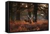 Three Red Deer, Cervus Elaphus, Standing in London's Richmond Park-Alex Saberi-Framed Stretched Canvas