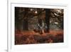 Three Red Deer, Cervus Elaphus, Standing in London's Richmond Park-Alex Saberi-Framed Photographic Print