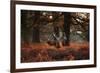 Three Red Deer, Cervus Elaphus, Standing in London's Richmond Park-Alex Saberi-Framed Photographic Print