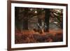 Three Red Deer, Cervus Elaphus, Standing in London's Richmond Park-Alex Saberi-Framed Photographic Print