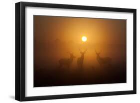 Three Red Deer Stags in the Early Morning at Richmond Park, London, England-Alex Saberi-Framed Photographic Print