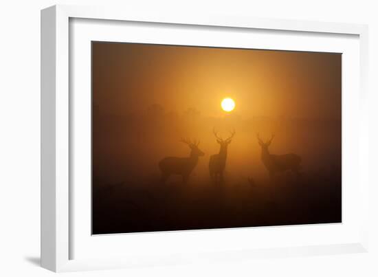 Three Red Deer Stags in the Early Morning at Richmond Park, London, England-Alex Saberi-Framed Photographic Print