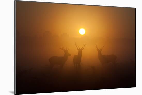 Three Red Deer Stags in the Early Morning at Richmond Park, London, England-Alex Saberi-Mounted Photographic Print