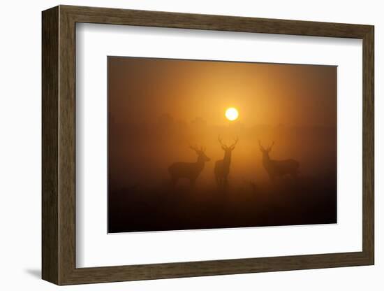 Three Red Deer Stags in the Early Morning at Richmond Park, London, England-Alex Saberi-Framed Photographic Print