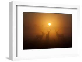 Three Red Deer Stags in the Early Morning at Richmond Park, London, England-Alex Saberi-Framed Photographic Print