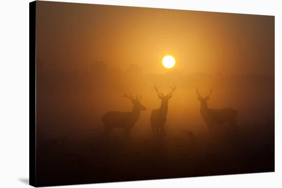 Three Red Deer Stags in the Early Morning at Richmond Park, London, England-Alex Saberi-Stretched Canvas