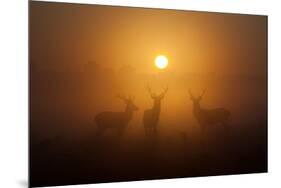 Three Red Deer Stags in the Early Morning at Richmond Park, London, England-Alex Saberi-Mounted Photographic Print