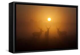 Three Red Deer Stags in the Early Morning at Richmond Park, London, England-Alex Saberi-Framed Stretched Canvas