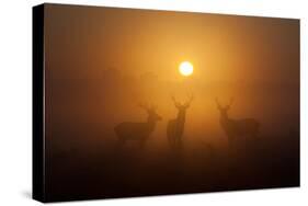 Three Red Deer Stags in the Early Morning at Richmond Park, London, England-Alex Saberi-Stretched Canvas