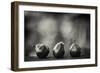 Three Red Pears on the Precipice-Geoffrey Ansel Agrons-Framed Photographic Print